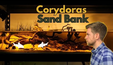 AlexB_aquatics featured video