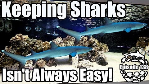 Aquarium Domain featured video