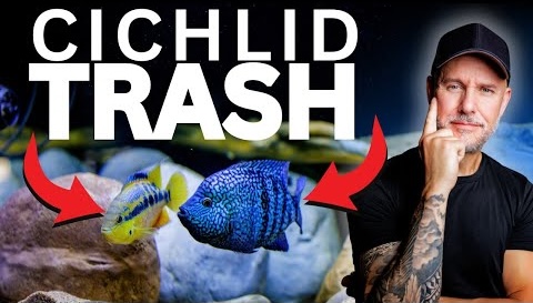 Cichlid Charmer featured video