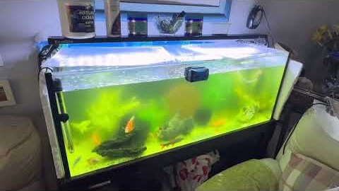 Magestic AquariumsTV featured video