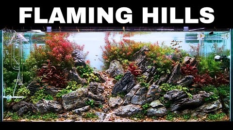 MJ Aquascaping featured video