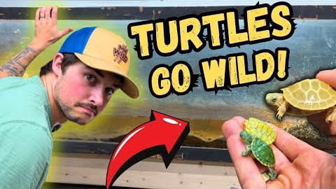 MK WILD featured video