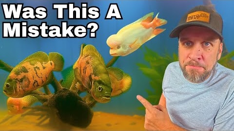 Rockhill Aquatics featured video